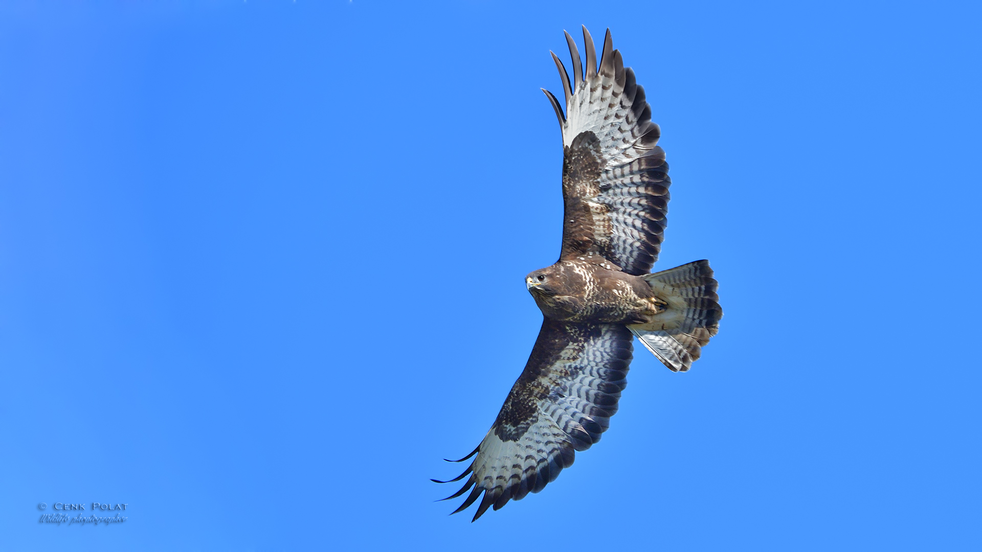 Common Buzzard